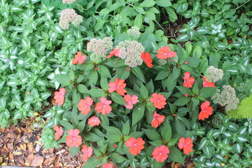 red flowers in the garden