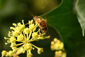 Bee on flower