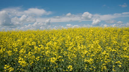 Obraz premium Canola field in full bloom omn a farm in Saskatchewan Canada