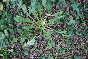 plants growing in the garden