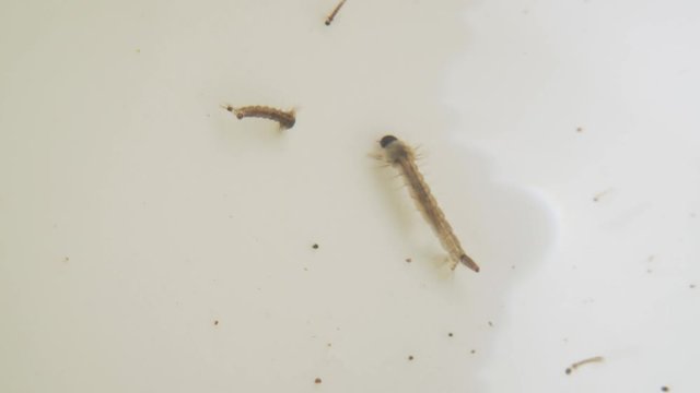 Mosquito Larva Closeup. Mosquito Life Cycle Larvae