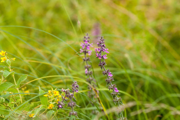 Bright green background with violet flowers. Flowers in the field, happiness on the farm