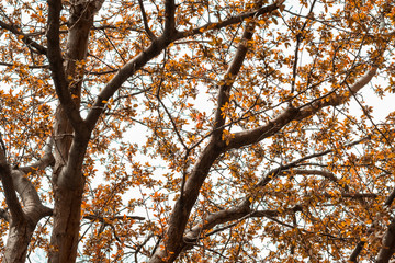 Yellow colorful tree in fall