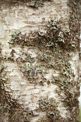 Birch bark on a tree. Birch bark close-up. Photography background, concept