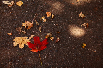 Red leaf in autumn on the ground surrounded by yellow leaves