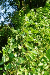 green leaves of a tree