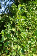 green leaves of a tree at a windy day