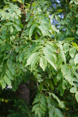 green plant in the garden