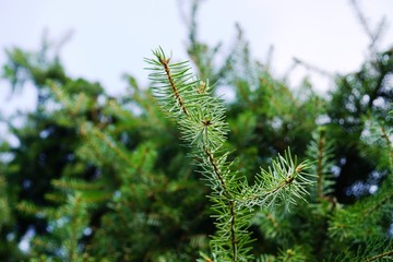 fir tree branch