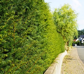 yew hedge,Close up of foliage of a beautiful yew hedge,road, tree, nature, trees, park, green, landscape, summer, path, grass, forest, sky, garden, spring, country, rural, way, travel, blue, plant,