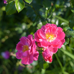 Pink roses flowers. Summer landscape with blooming roses.