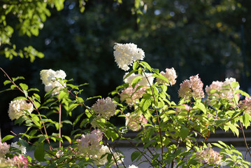 Hydrangea paniculata Vanille Fraise flowers