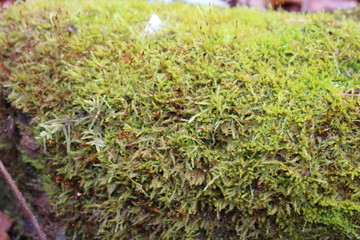 Field of moss