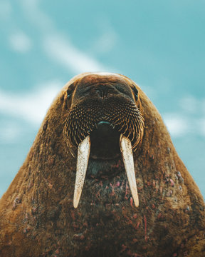 Close up of walrus