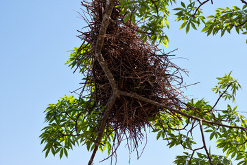 bird's nest in tree seen from the bottom up with blue sky in the background