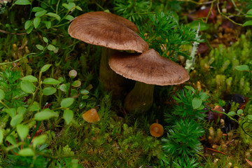 Brown mushrooms in a forest setting with green moss.