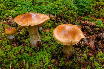 Brown mushrooms in a forest setting with green moss.