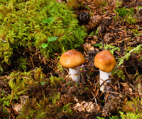 Brown mushrooms in a forest setting with green moss.