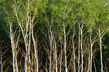 Aspen Forest. Close-up. White trunks.