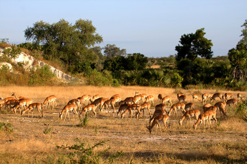 Naklejka na ściany i meble African landscape with herd of Impala.