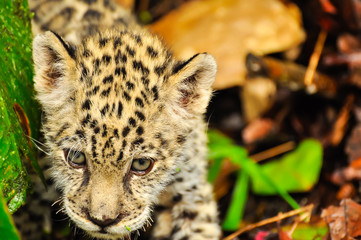 A young jaguar in the grass
