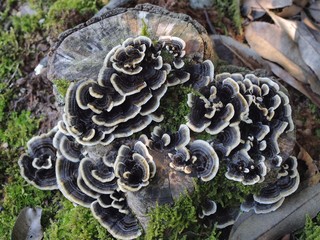 カワラタケの群生