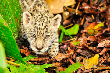 A young jaguar in the grass
