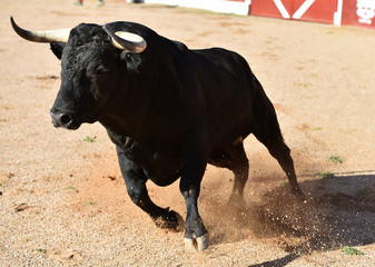 black bull in bullring with big horns