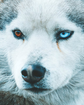 wolf eyes