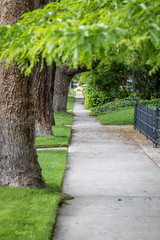 Fototapeta premium Sidewalk in Tree Lined Neighborhood