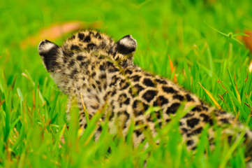 A young jaguar in the grass