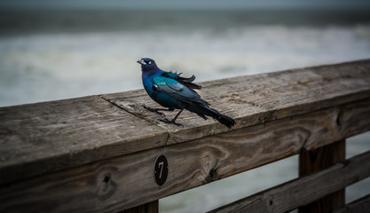 Jennette's Pier Birdy