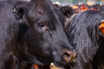 Cattle Feed Lot - Sustainable Ranching 