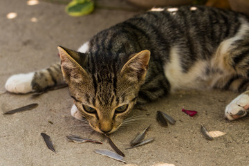 A kitten and a sparrow. Pet kills birds and eats them. The kitty is a predator. The young hunter....