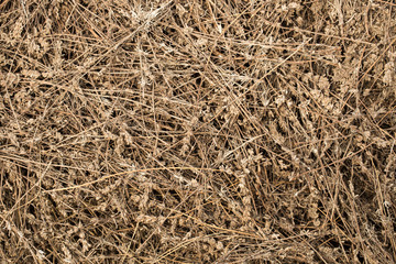 Piles of dried flowers. Lavandula - plant in the mint family, Lamiaceae. Bio waste of the perfume industry.	