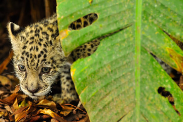 A young jaguar in the grass