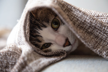 Cat - Cute little kitten is sleeping in soft blanket