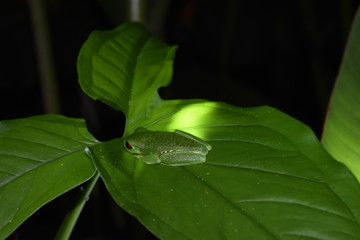 Little green frog with red eyes in the rainforest.