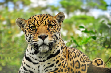 Adult jaguar