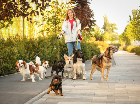 Young woman walking adorable dogs in park