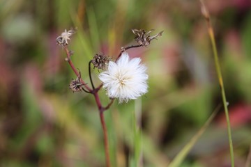 Soft white fluffy wildflower seed head