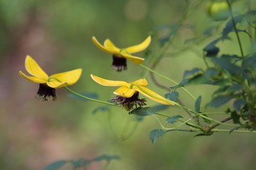 bee on yellow flower