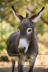 fuzzy small donkey putting his face through wire fence, cute donkey with fluffy ears