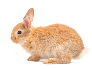 Side view of orange-brown cute baby rabbit isolated on white background. Lovely young rabbit sitting.