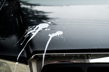 White bird poop on a black car