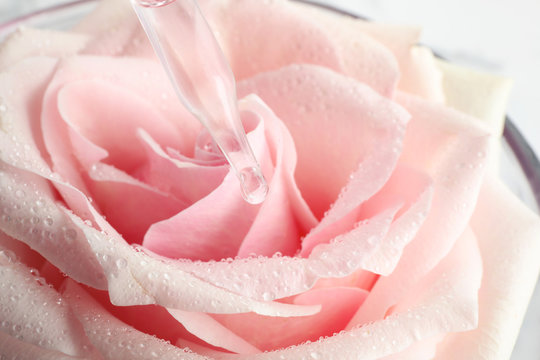 Dripping essential oil onto fresh rose in glass bowl, closeup