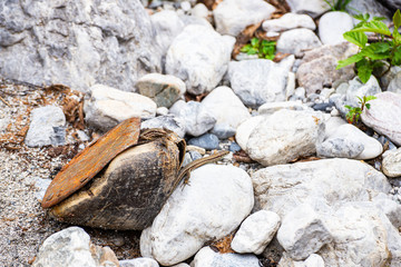 Lizards living in hoof with horseshoe 