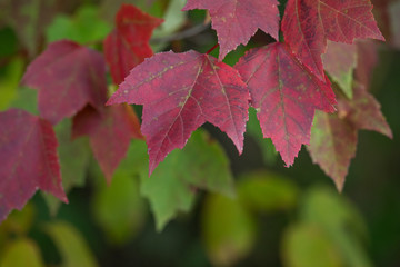 Leaves