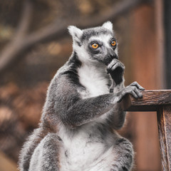 Curious Ring-Tailed Lemur