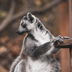 Curious Ring-Tailed Lemur